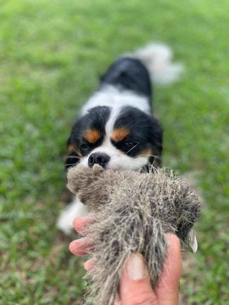 A tri-color Cavalier King Charles Spaniel puppy with expressive brown eyes playing tug-of-war with a fluffy grey toy in a lush green grass field.
