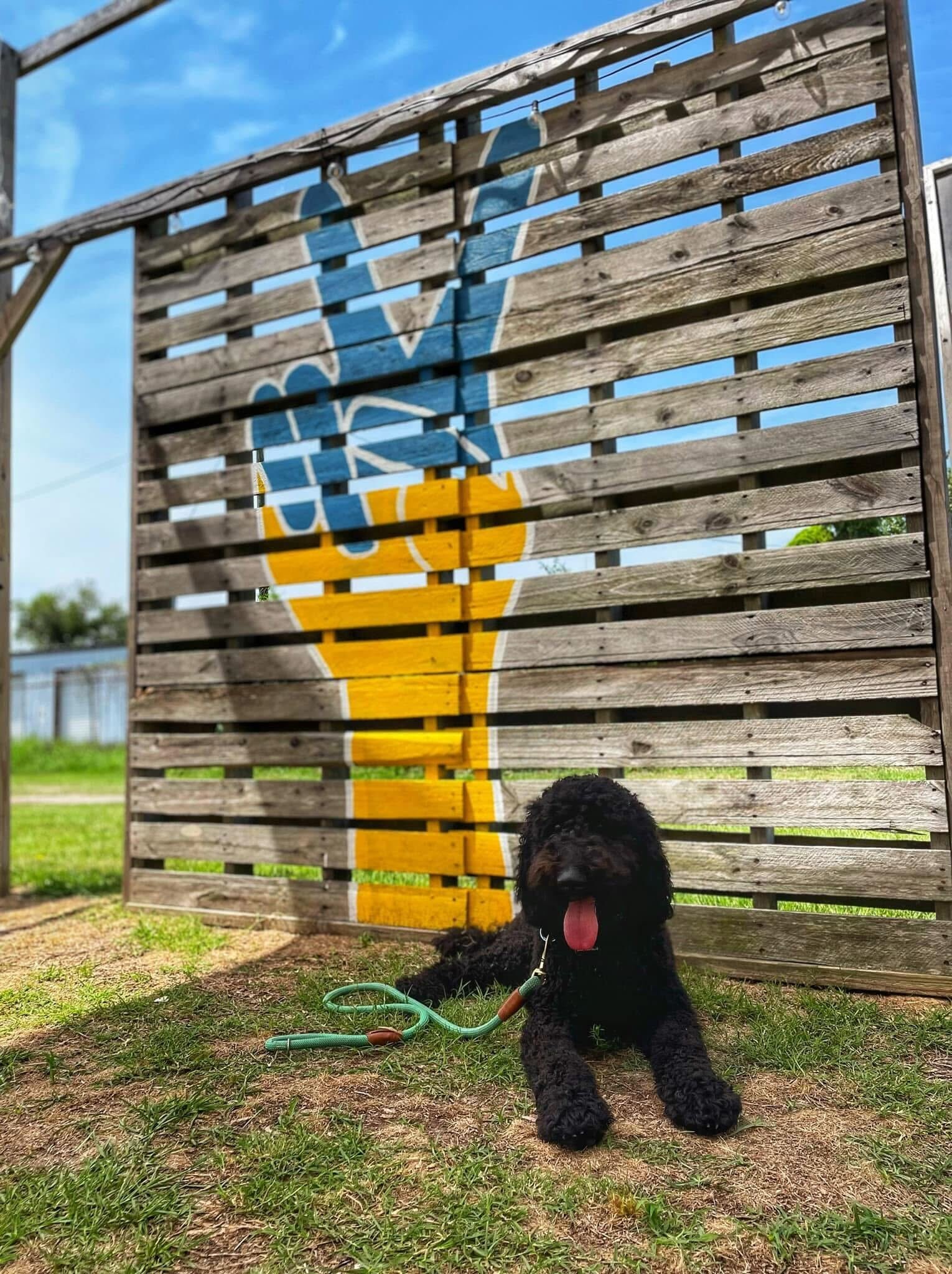 A black Poodle or Goldendoodle lying down in the grass in front of a wooden slat fence featuring a large blue and yellow hand-painted peace sign mural.