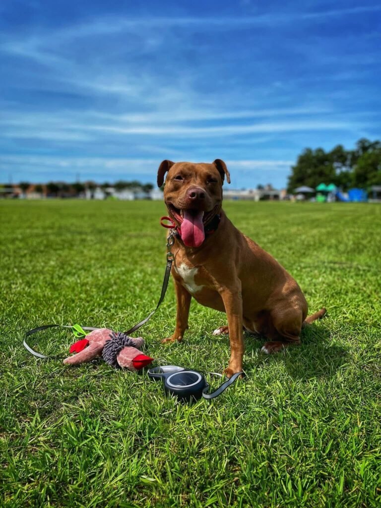 A happy brown Pit Bull mix with a white chest patch sitting on a green grass field, smiling with its tongue out next to a plush toy and a retractable leash under a clear blue sky.