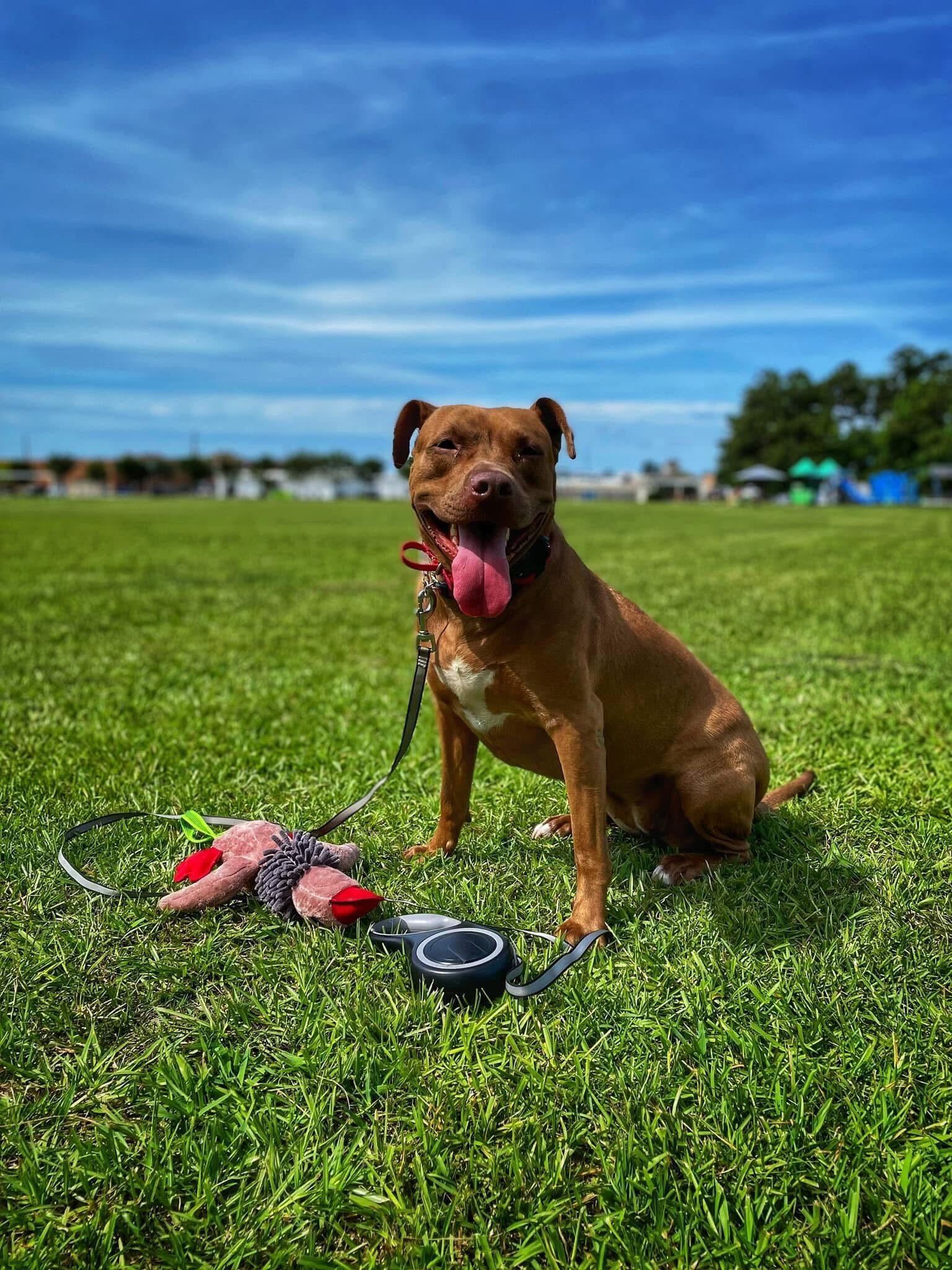 A happy brown Pit Bull mix with a white chest patch sitting on a green grass field, smiling with its tongue out next to a plush toy and a retractable leash under a clear blue sky.