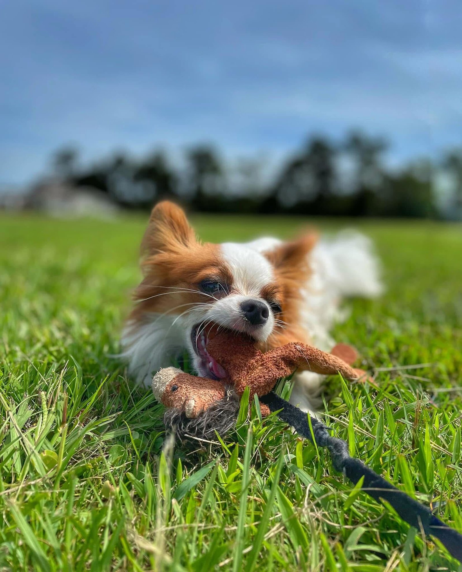 A long-haired red and white Papillon dog lying in the green grass on a sunny day, playfully chewing on a brown plush squirrel toy.