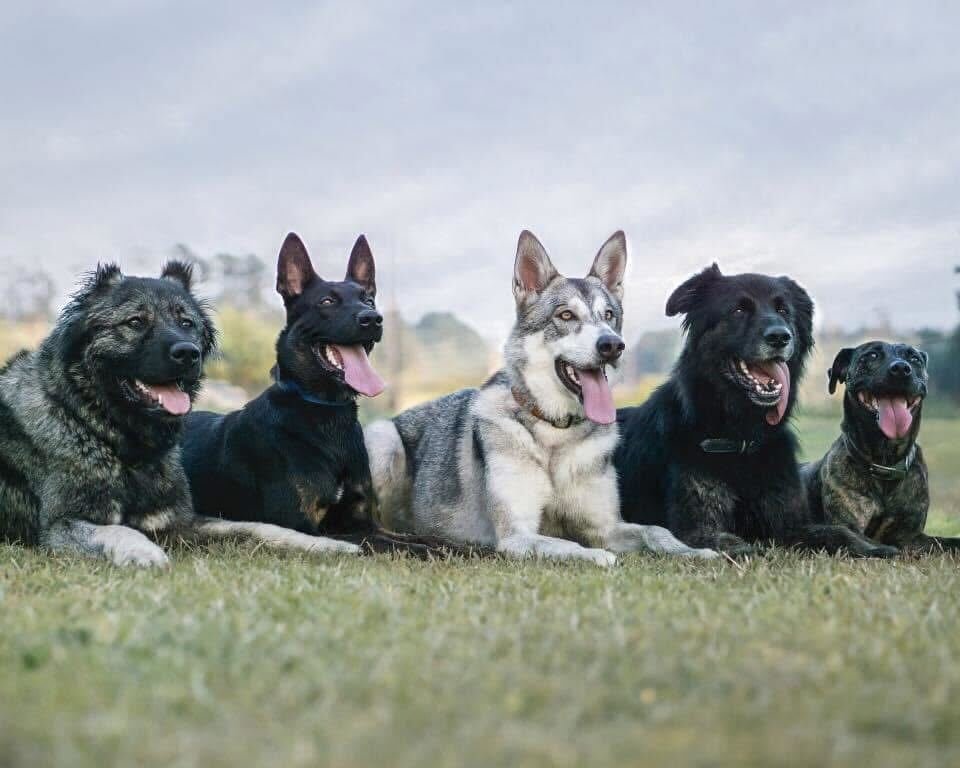 Five diverse large-breed dogs, including a Belgian Malinois and a wolf-dog mix, lying in a disciplined row on a grassy field during an outdoor group obedience training session in Jacksonville