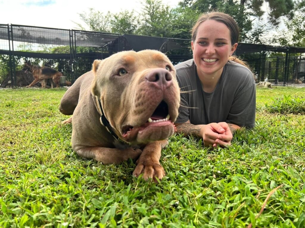 A close-up, high-angle portrait of a tri-color Australian Shepherd puppy with a white blaze on its forehead, looking up with a gentle expression while lying on a blue textured floor next to a colorful toy.