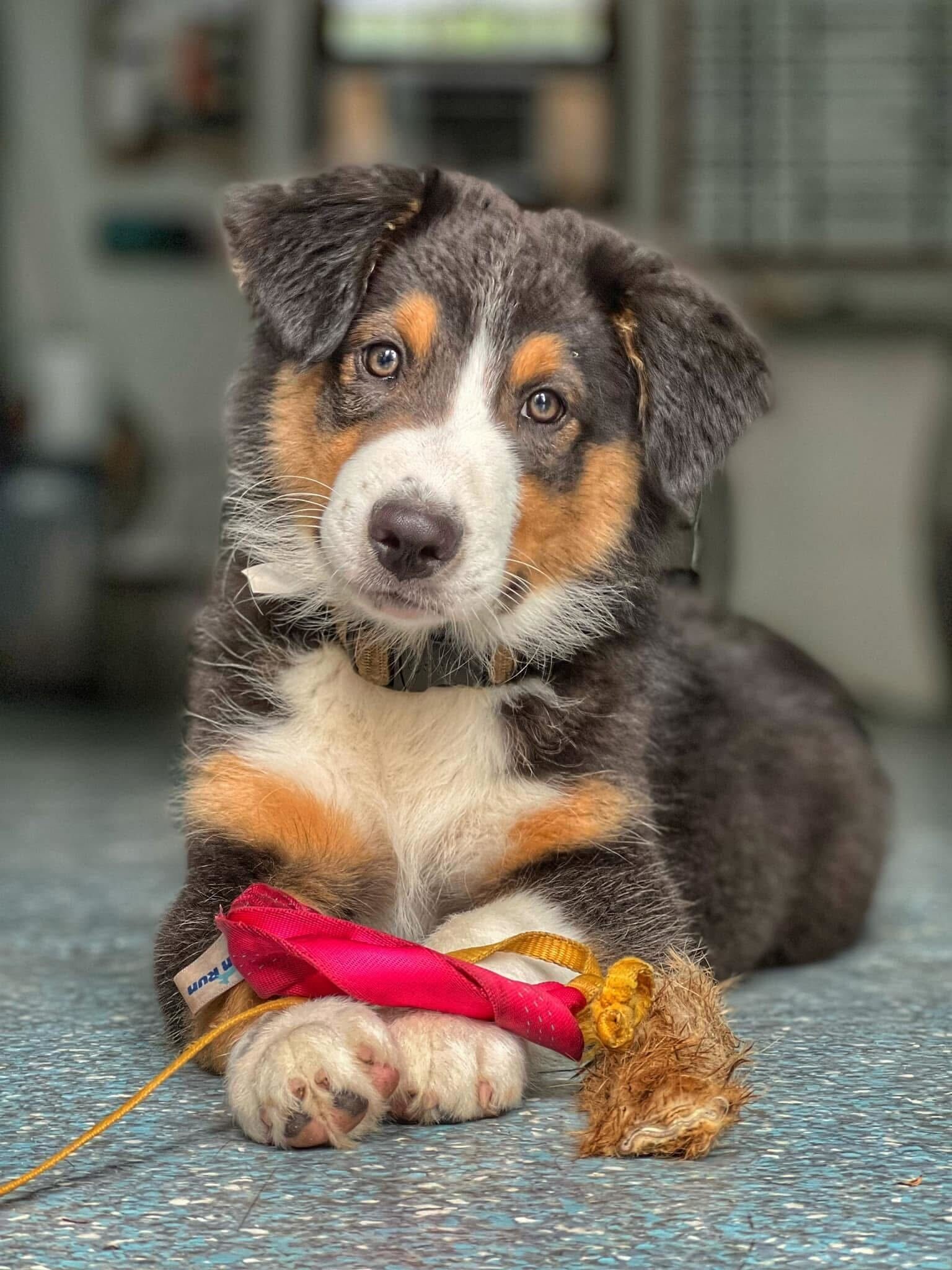 Tri-color Australian Shepherd puppy with brown, black, and white markings lying on a blue floor, resting its paws on a pink and tan tug toy.
