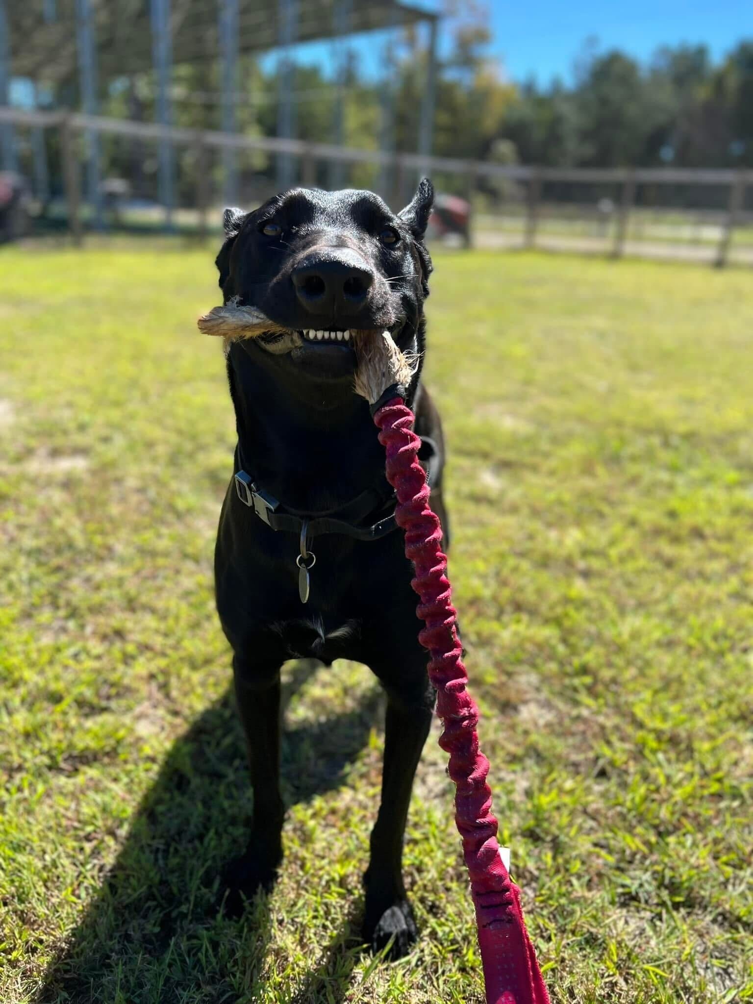 A black Belgian Malinois dog standing in a grassy field, proudly holding a red bungee tug toy in its mouth during an outdoor training session.
