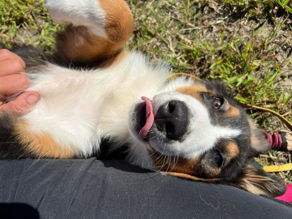A playful tri-color puppy with black, white, and tan markings lying on its back in the grass while receiving a belly rub from its owner.