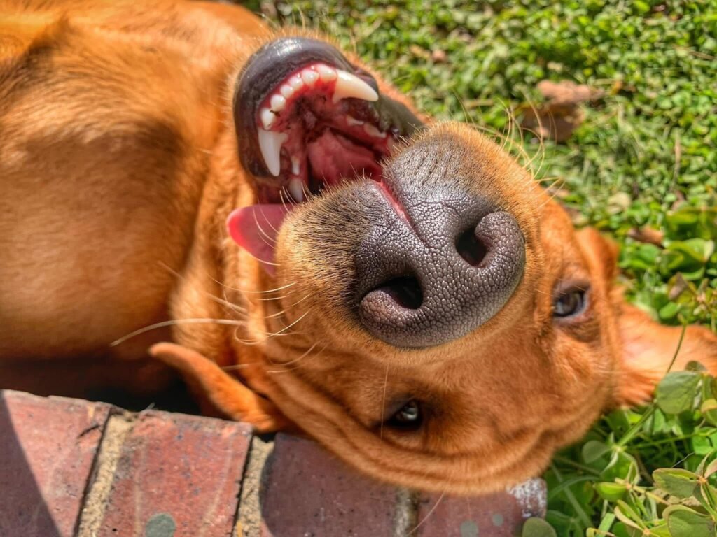 Close-up, upside-down view of a happy golden-coated dog rolling in the grass, showing its nose, teeth, and tongue in a playful expression outdoors.