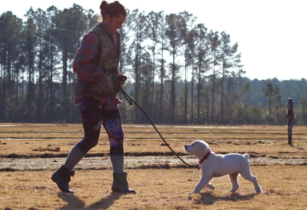 A female dog trainer walking a small white puppy on a black leash across a sunlit field, practicing loose-lead walking and engagement during an outdoor puppy training session.