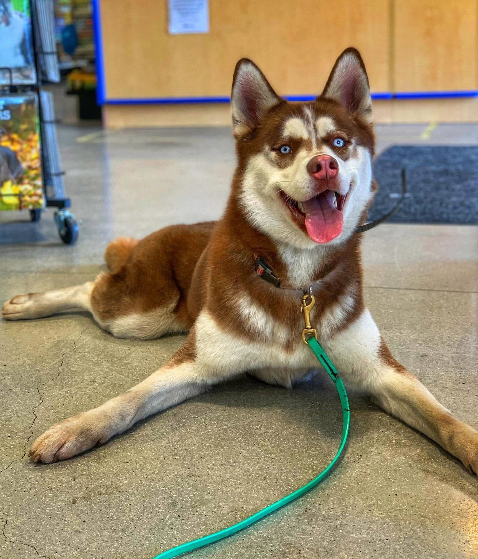 A happy red and white Siberian Husky with bright blue eyes lying down on a concrete floor inside a store, wearing a black collar and a thin green leash.