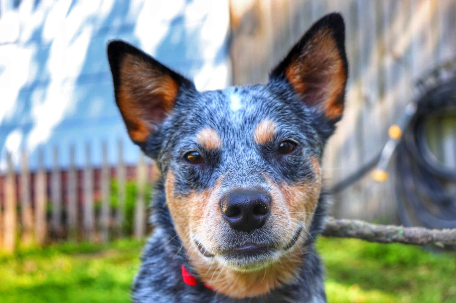 Close-up portrait of a blue Australian Cattle Dog (Blue Heeler) with perked ears and tan markings on its face, looking directly at the camera in a sunny backyard setting.