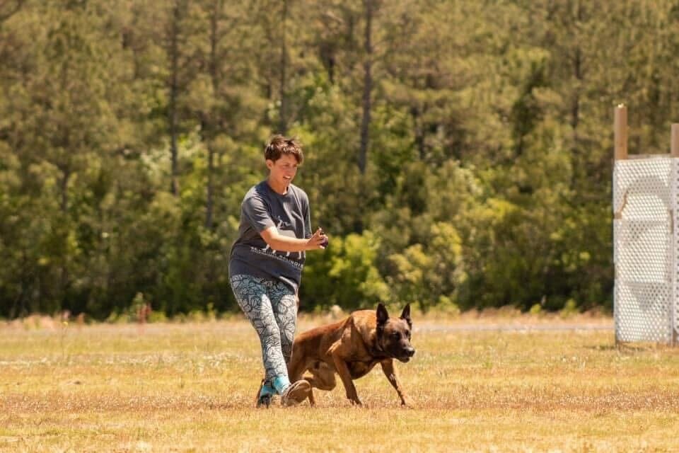 A dog trainer works with a Belgian Malinois on an outdoor training field, practicing heel work and engagement exercises against a backdrop of trees.