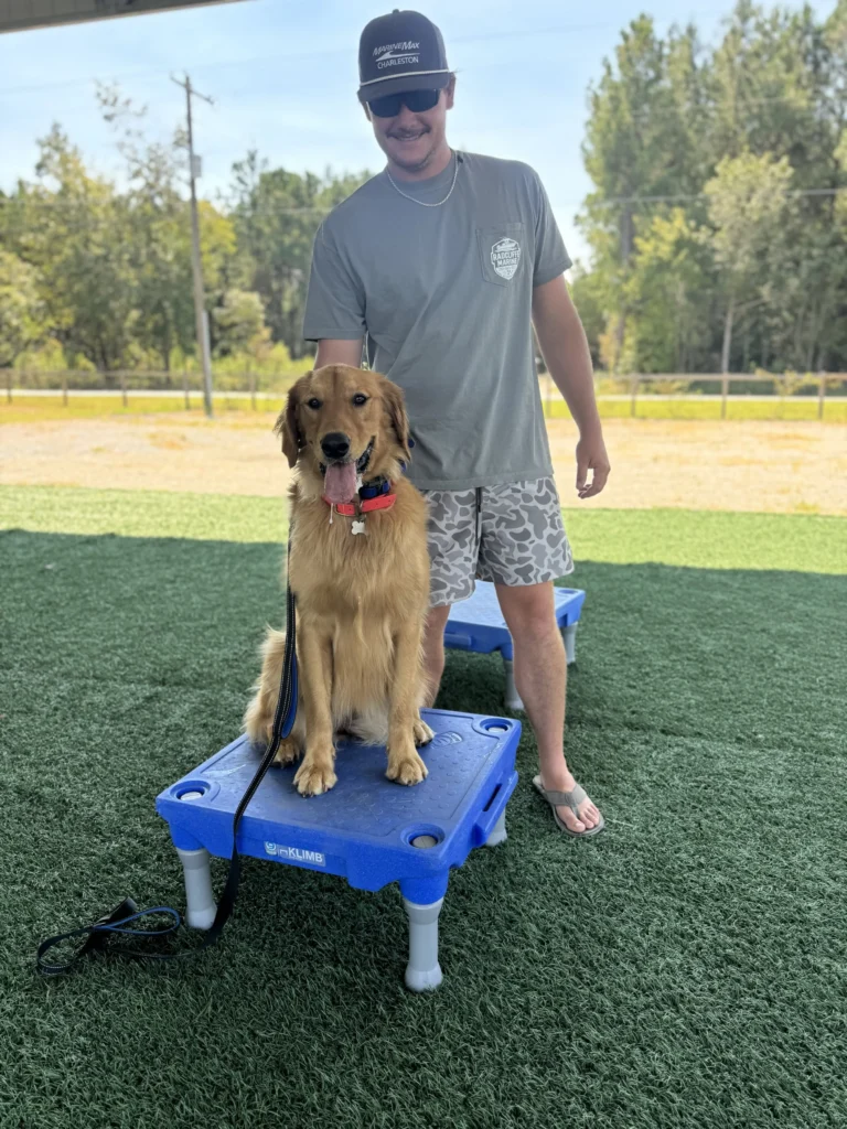 A smiling man standing behind a happy Golden Retriever sitting patiently on a blue KLIMB dog training platform on green turf outdoors.