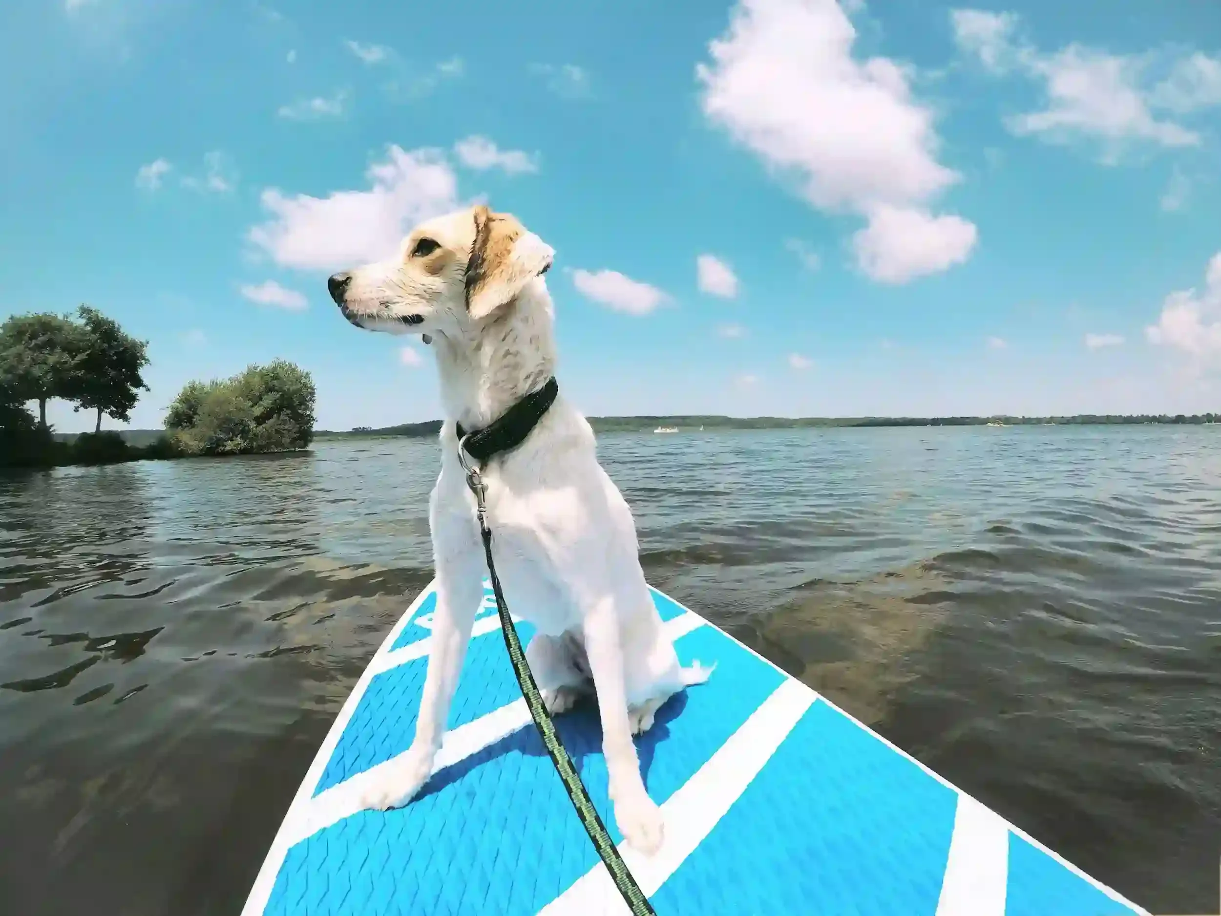 Dog on a surfboard