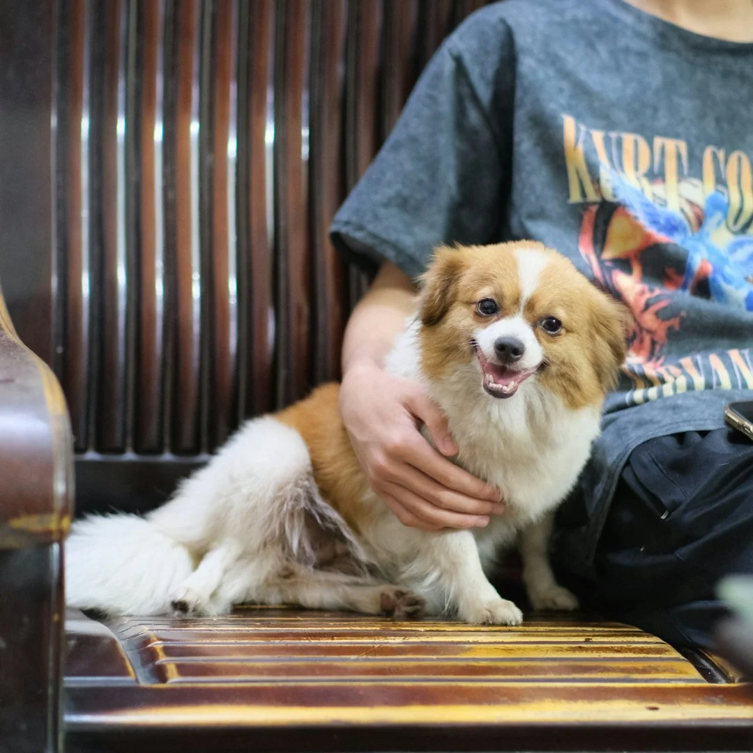 small dog behaving positively on a bench with his owner