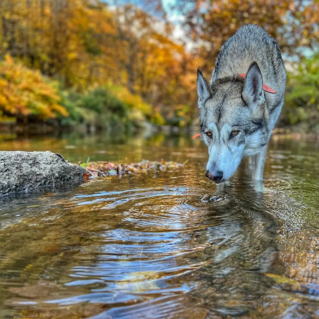 Wolfdog drinking from river