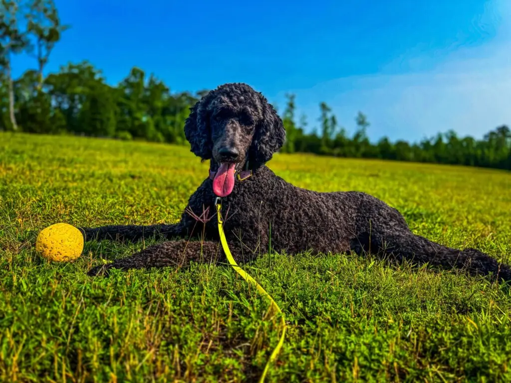 expert dog training services in Emerald Isle