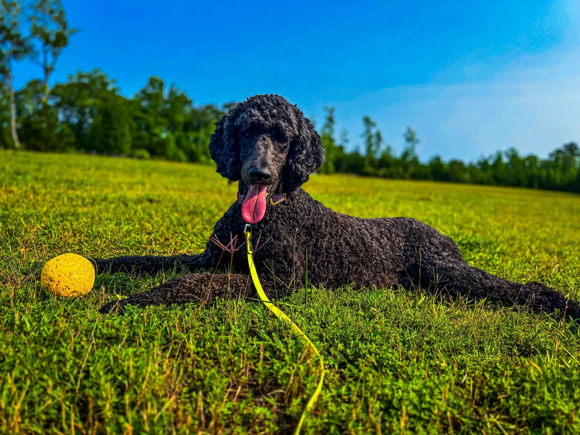 When Training Becomes About the Method Not the Dog