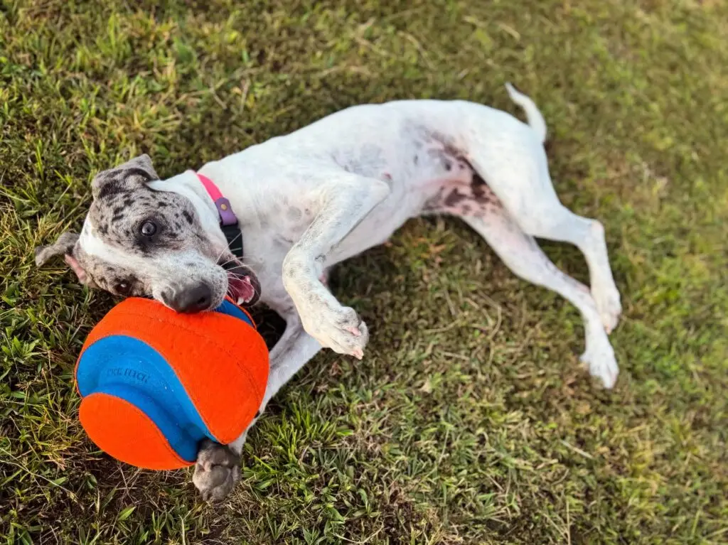 Expert dog training services in Carteret County