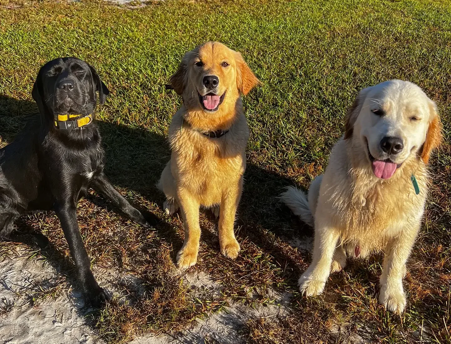 extensive support for dog owners