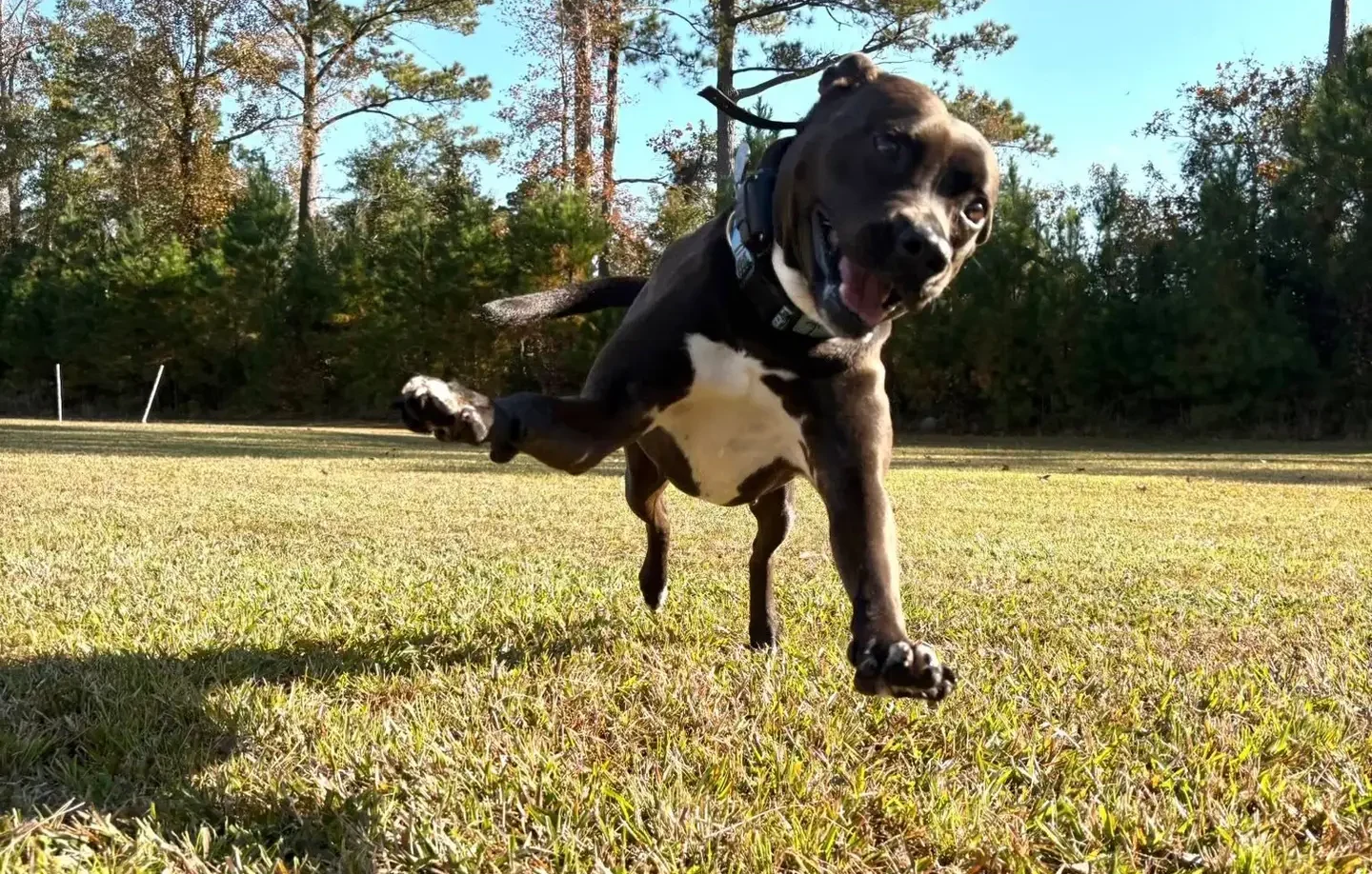 innovative reward-based dog training