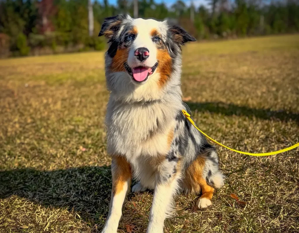 Personalized trainings available for your dog's needs.