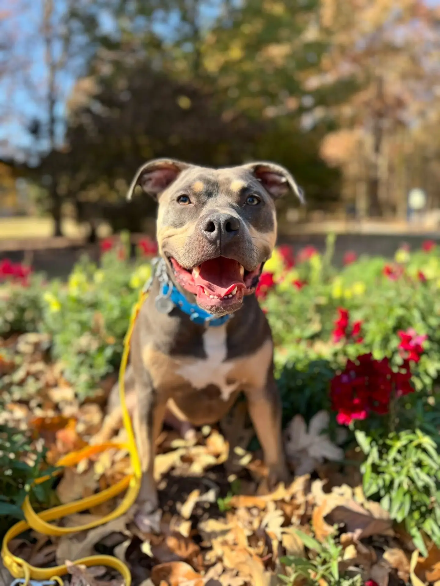 professional dog training services in Emerald Isle