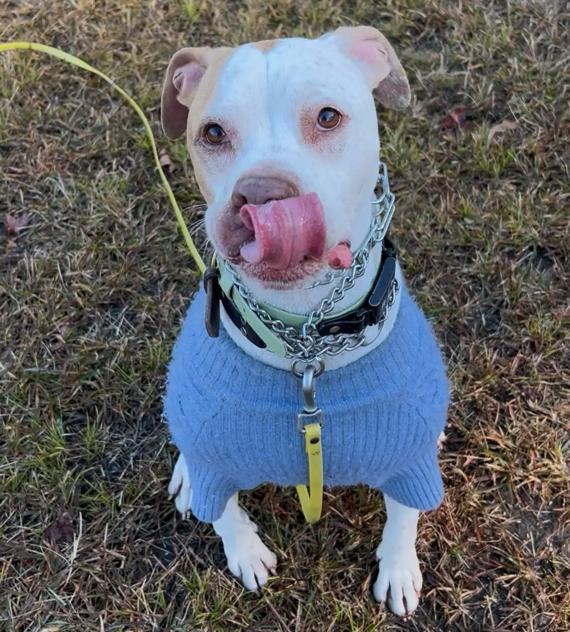 reward-based dog training