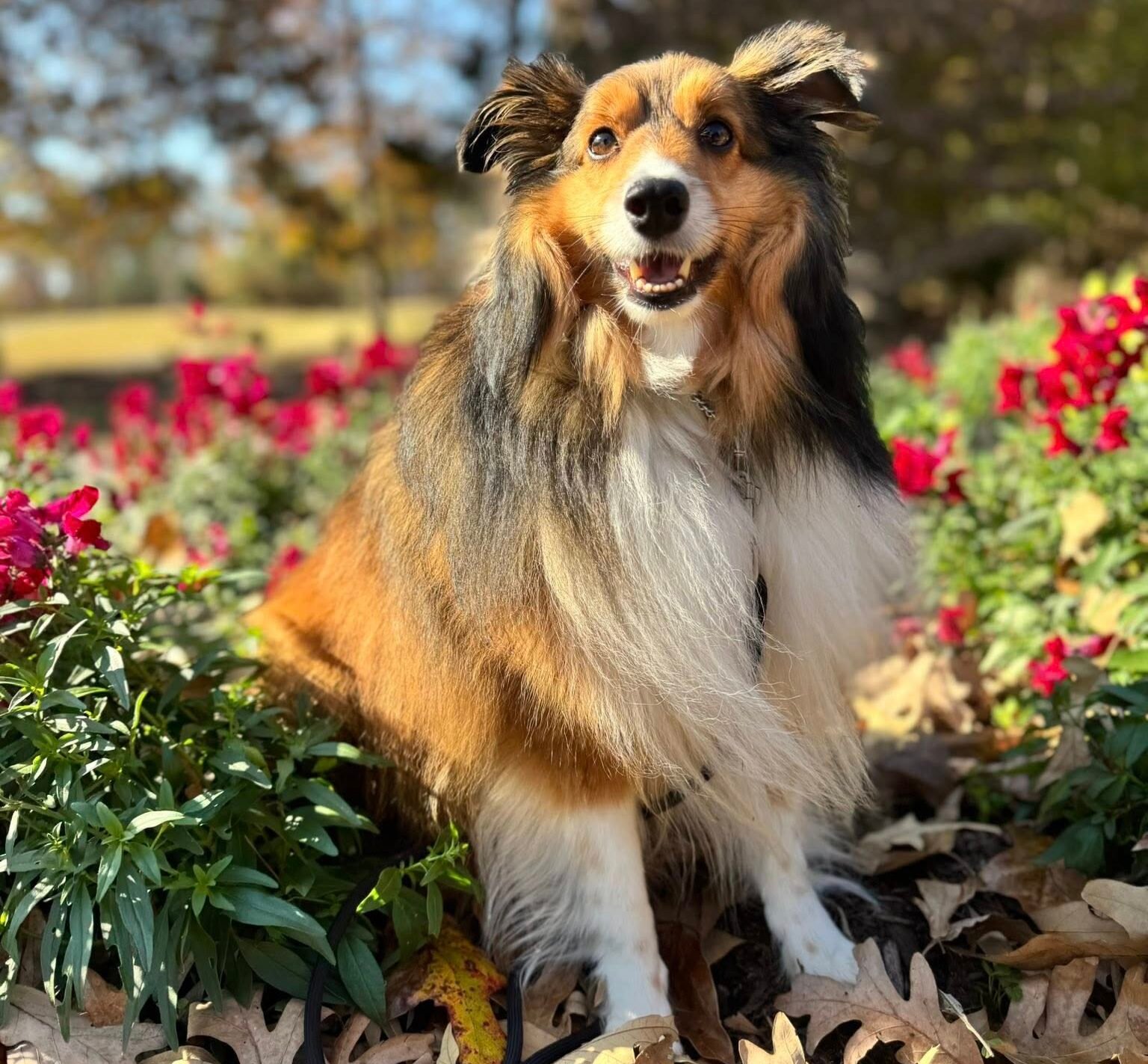 WC Dog Training offers extended support to dog owners in Havelock