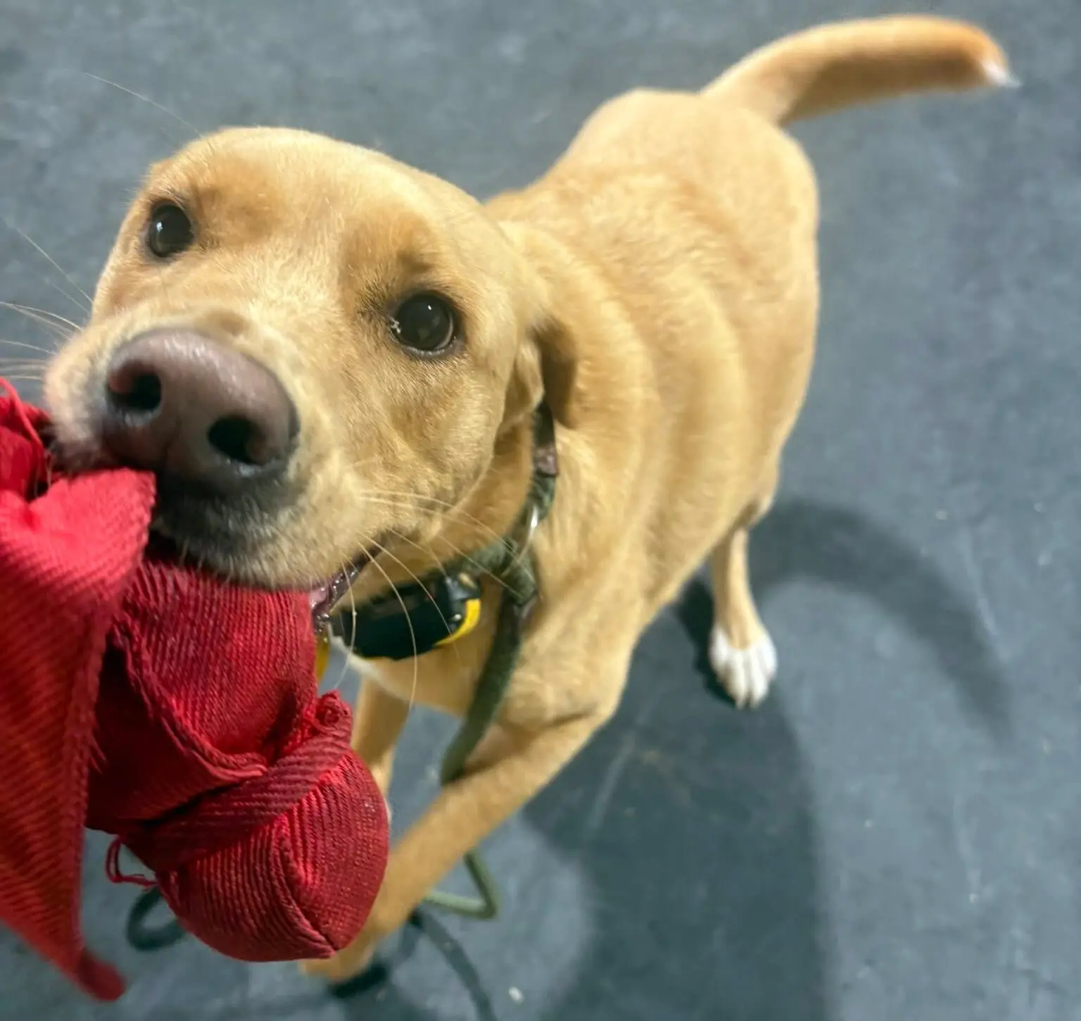 extended dog training support for owners