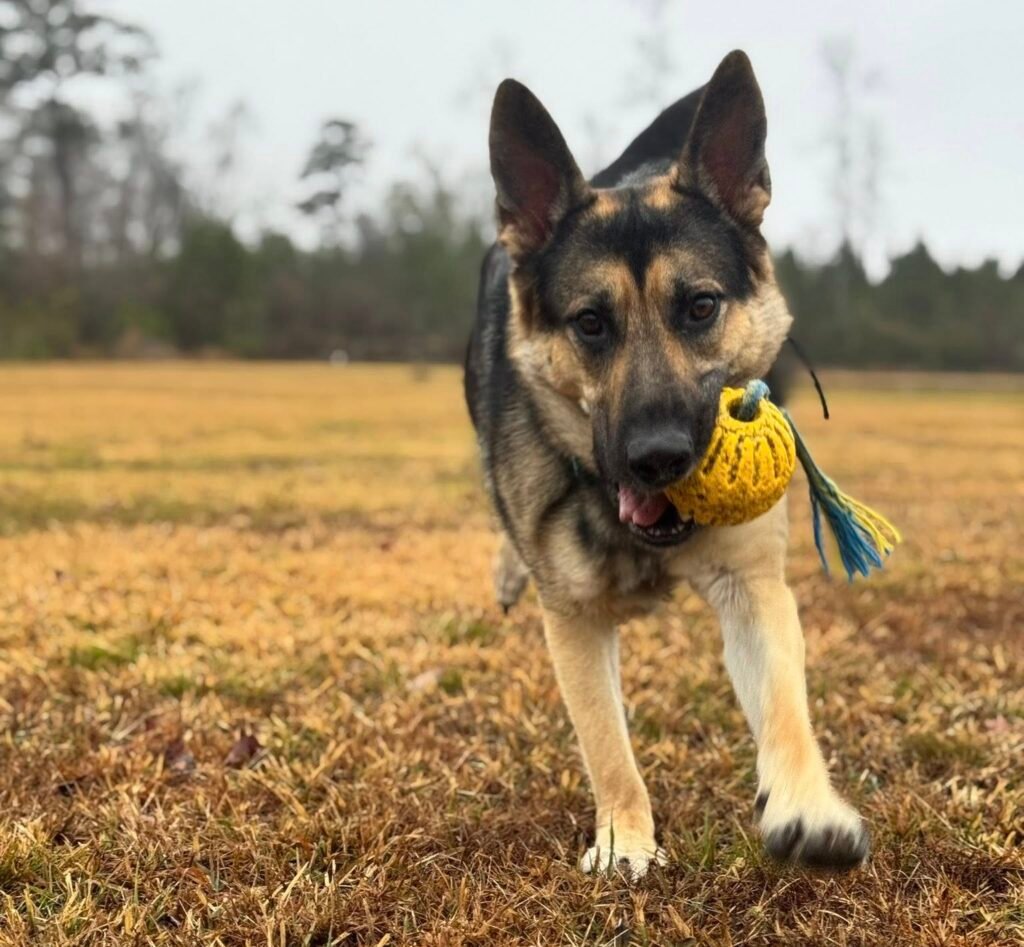 dog being trained by an experienced professional
