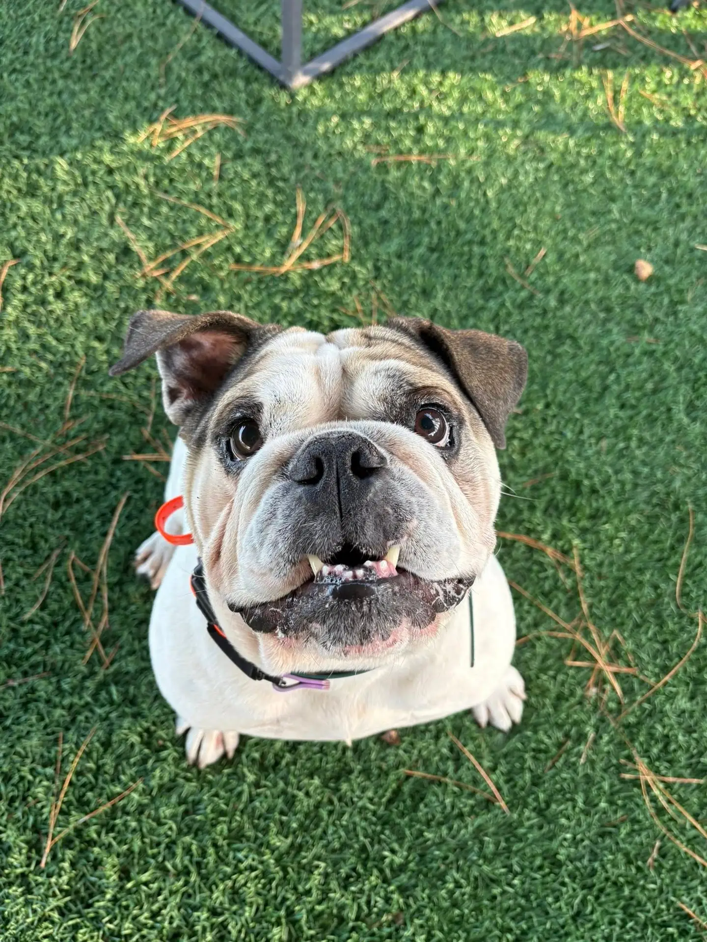 experienced dog training services in Havelock, NC