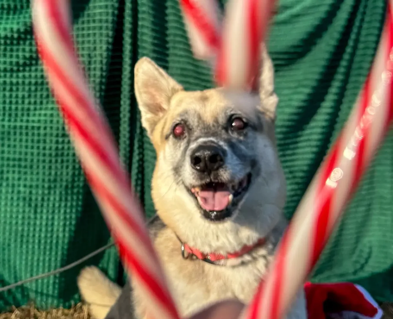 reward-based methods for dog training