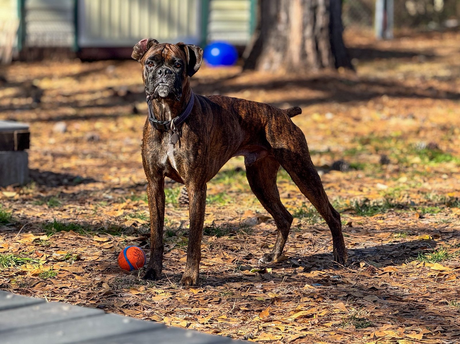 dog training support to owners