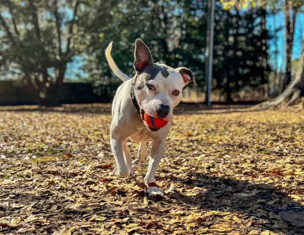 dog training by experts in Swansboro