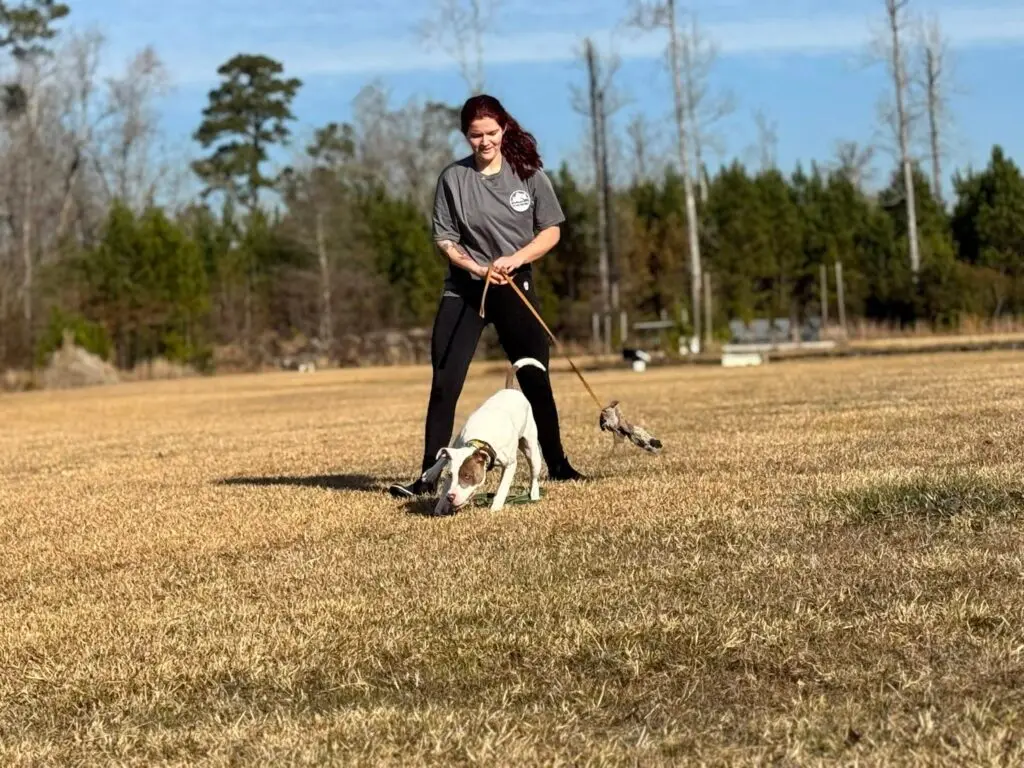 experienced WC Dog Training professional training a dog