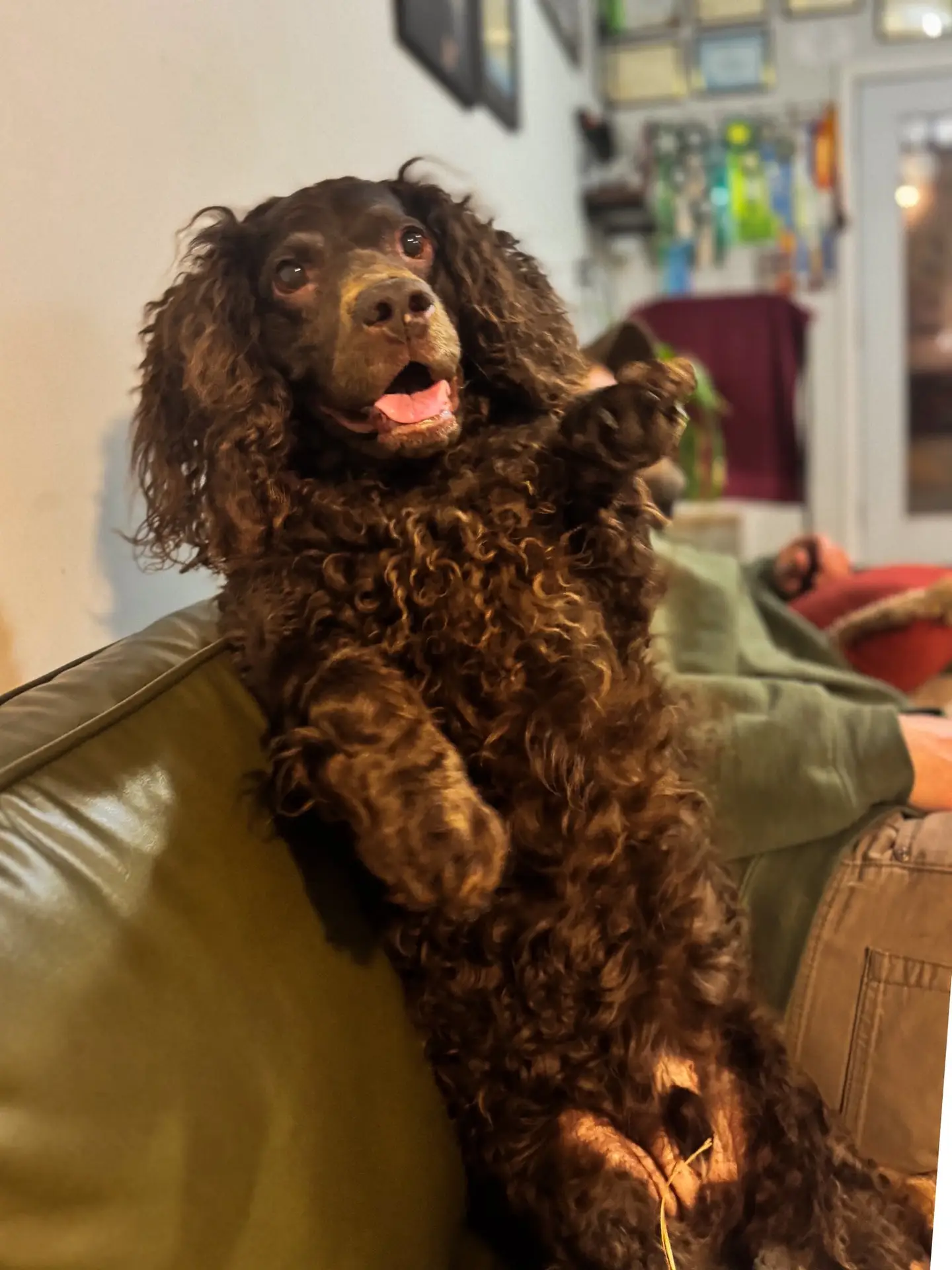 Premium dog training services in Carteret County