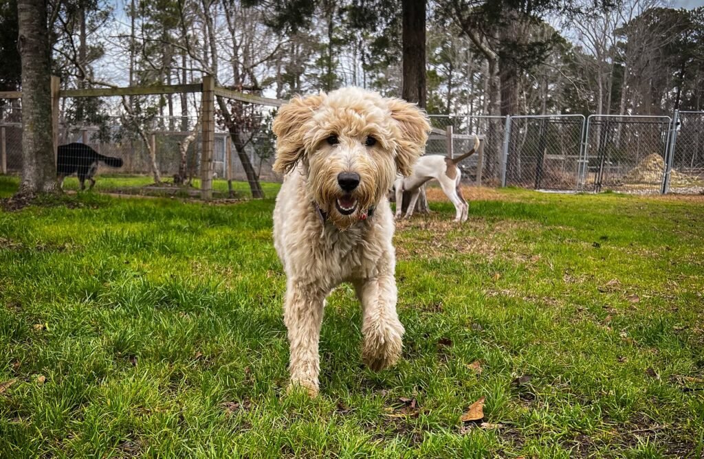 dog training done by professionals with years of experience