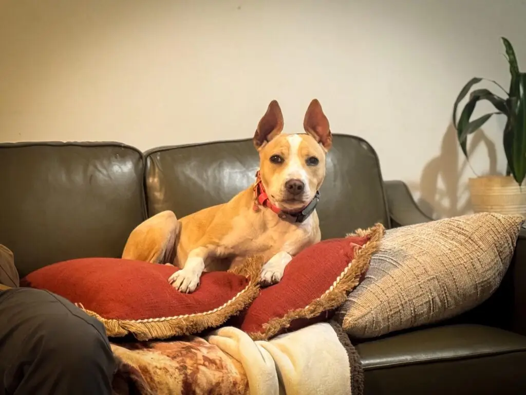 professional dog training guidance