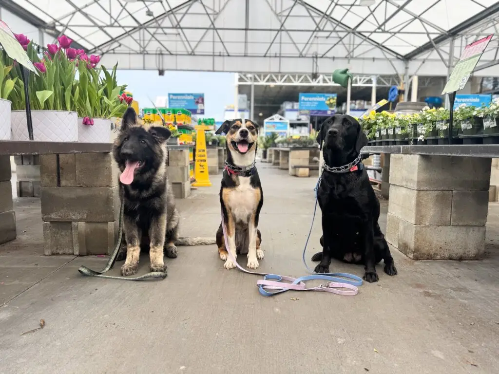 expert dog training approach