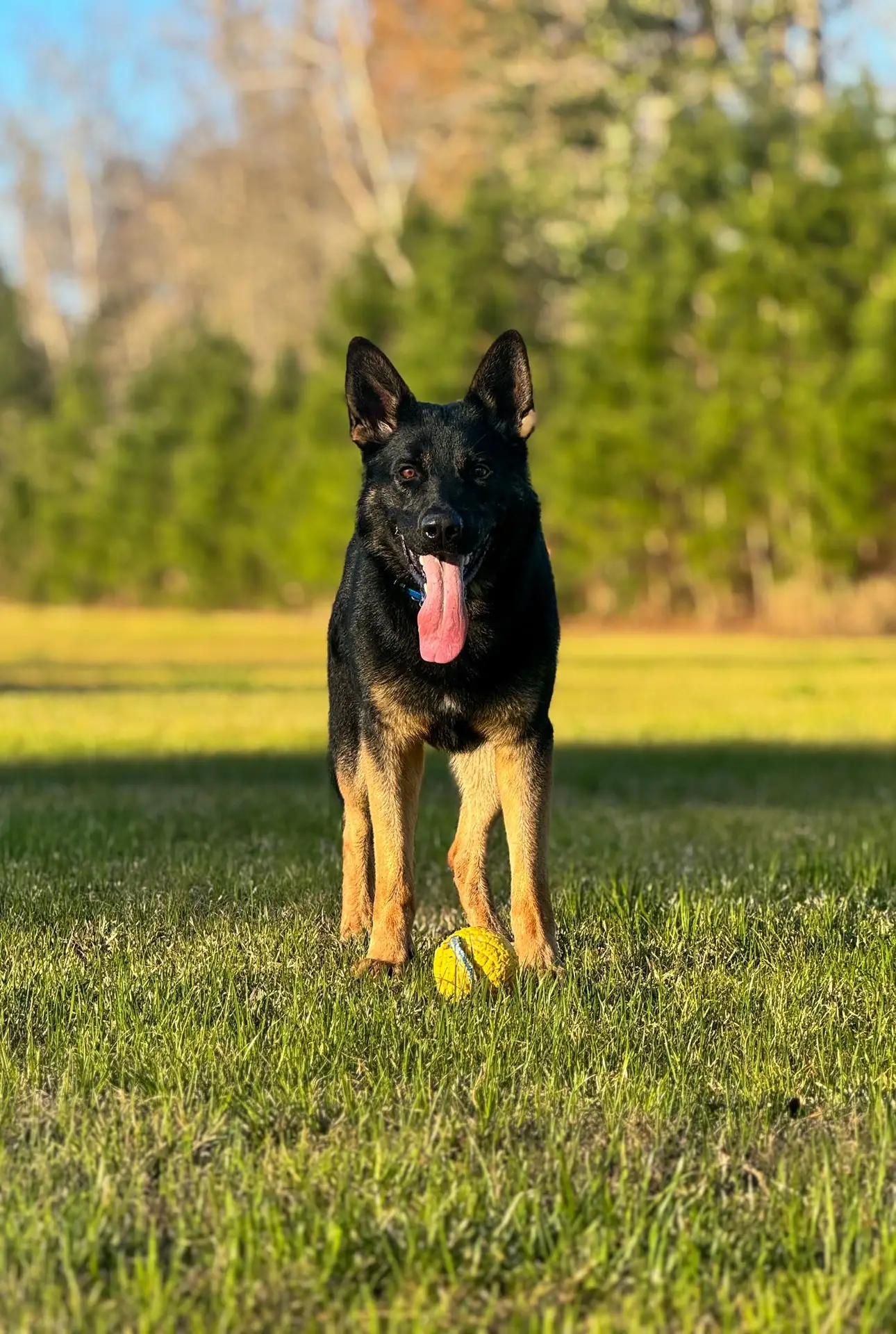 Professional Dog Training services in Craven County