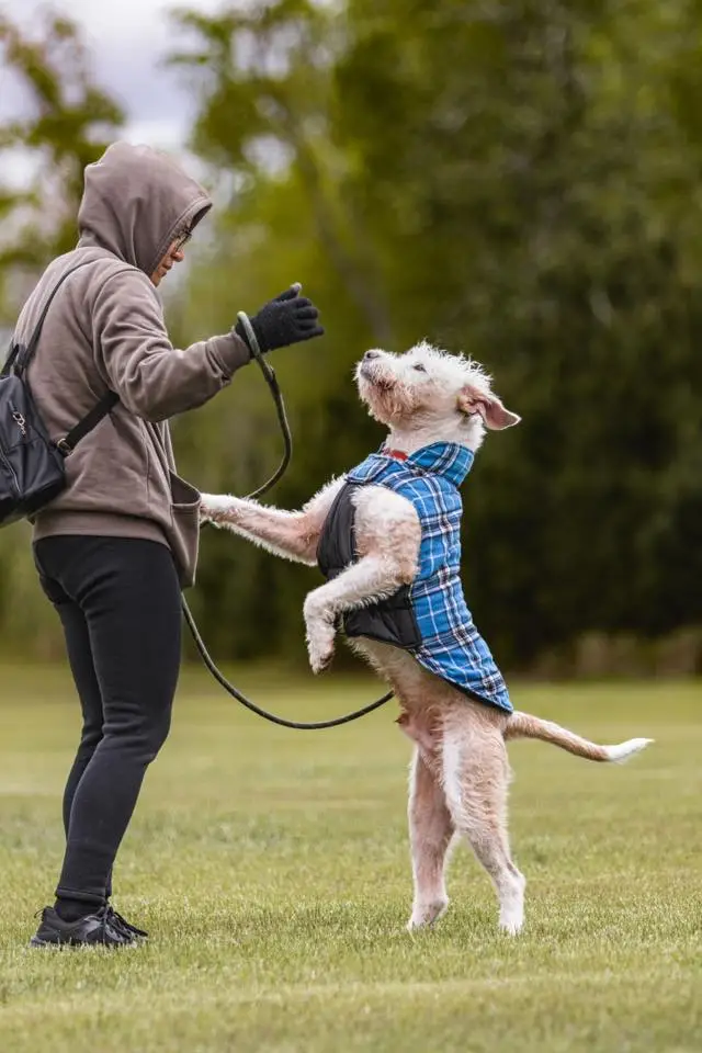 dog training done by professionals with years of experience