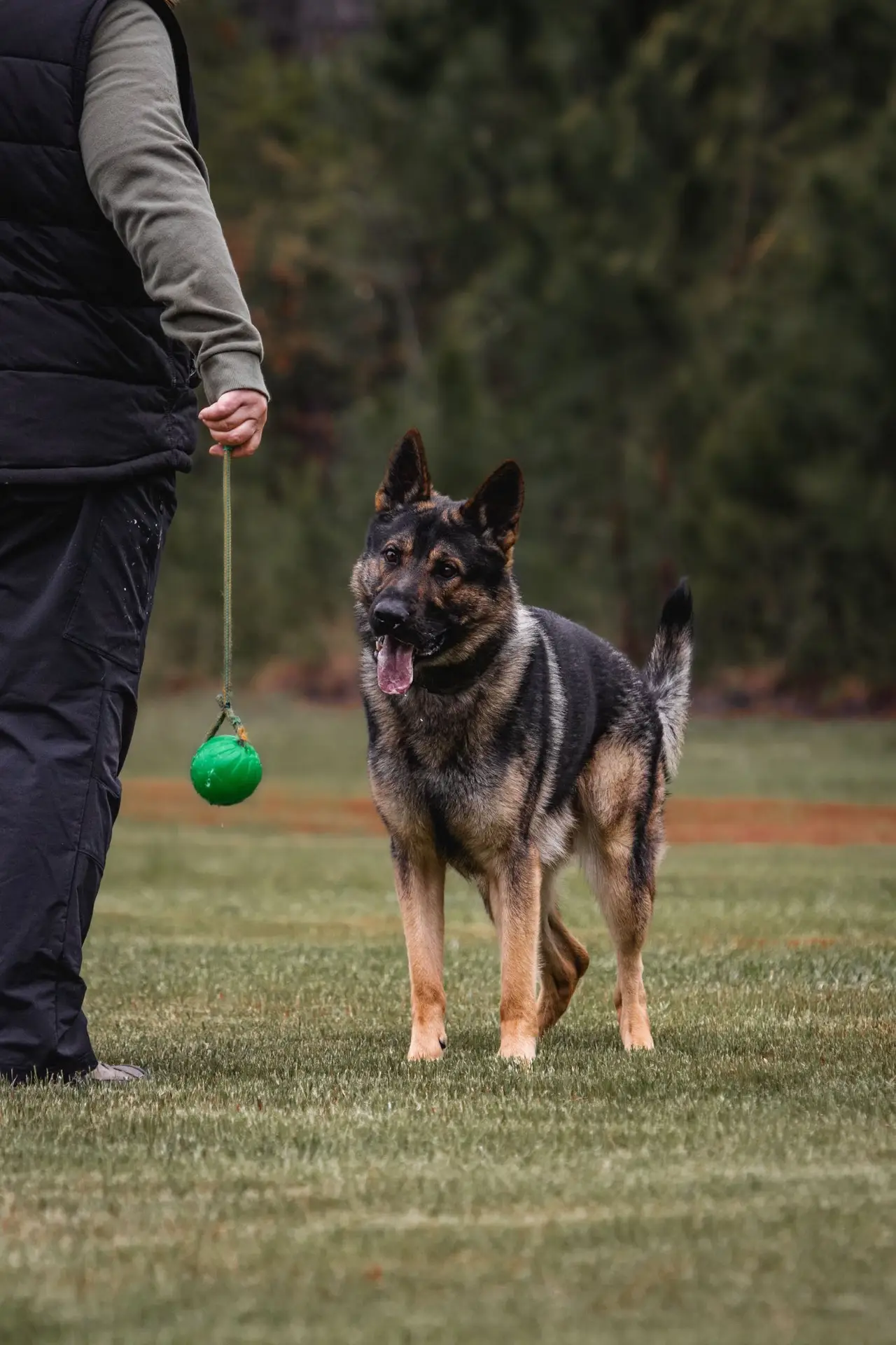 dog after a professional training