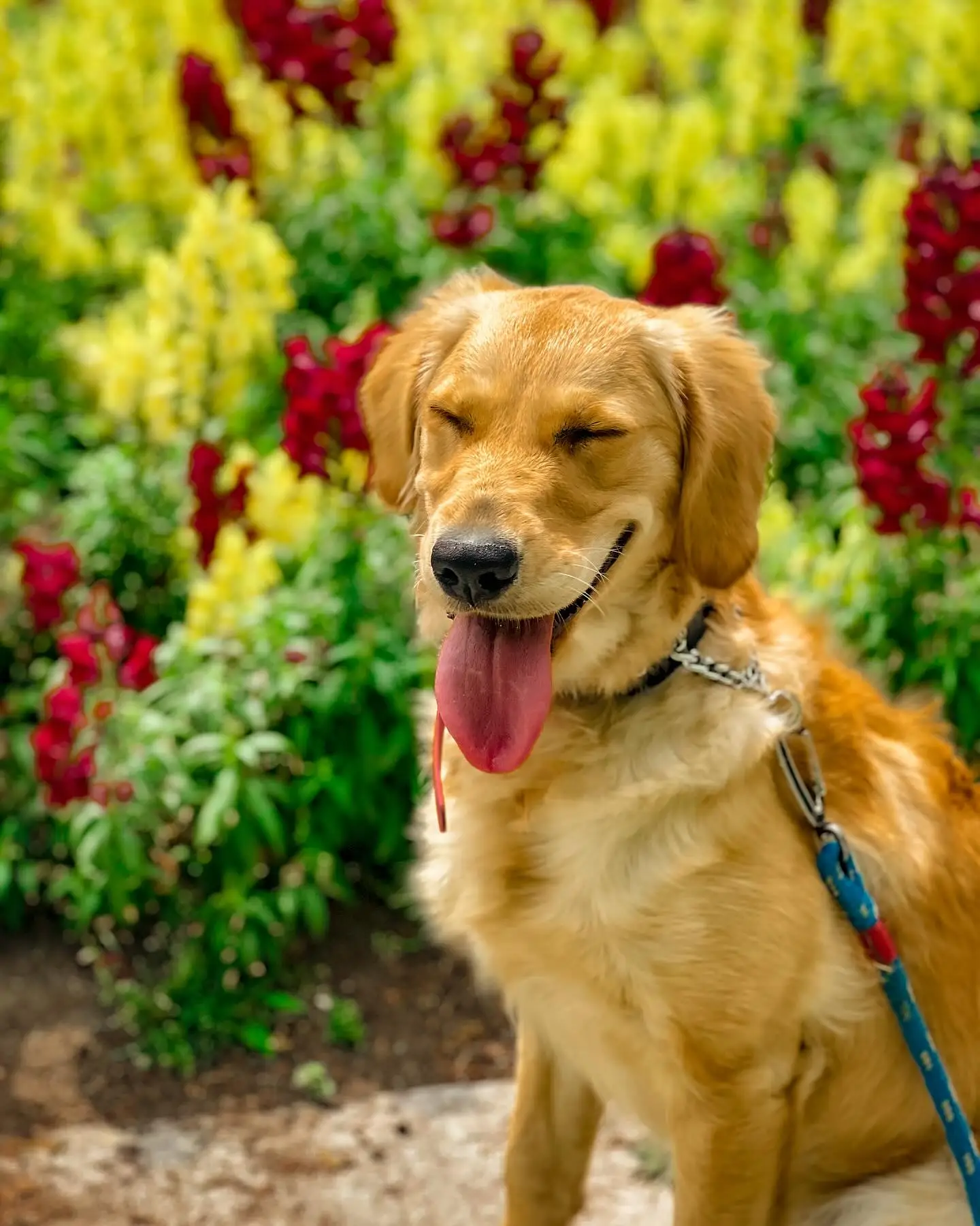 Dog after a professional training season