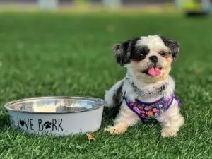 little dog wearing harness