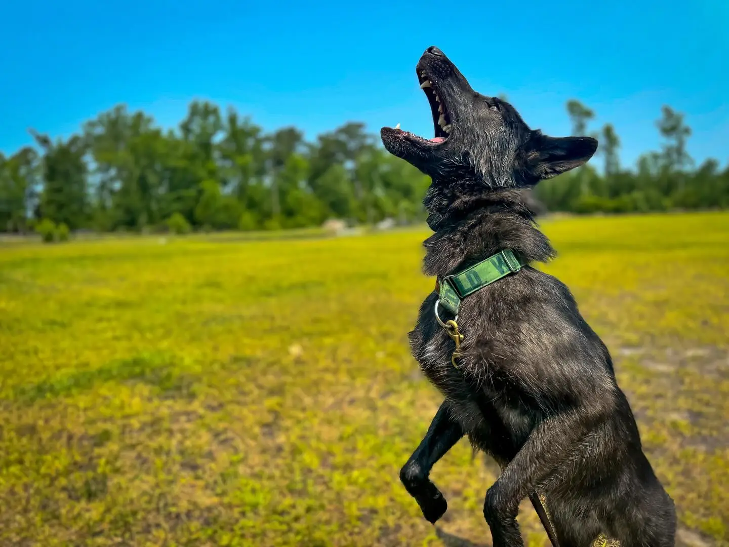 creative dog training with rewards