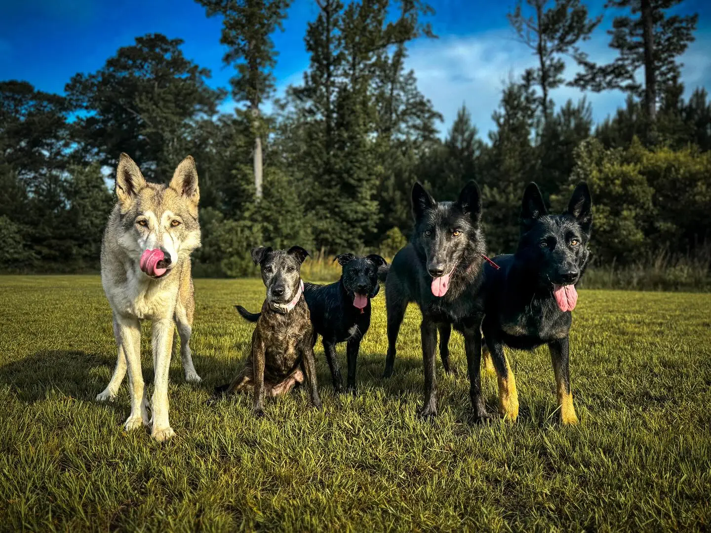broad assistance for dog owners