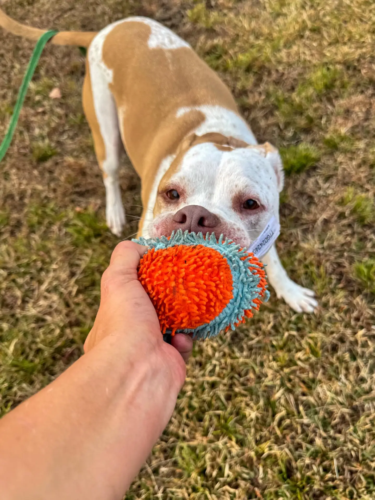 dog training with extensive support by experts