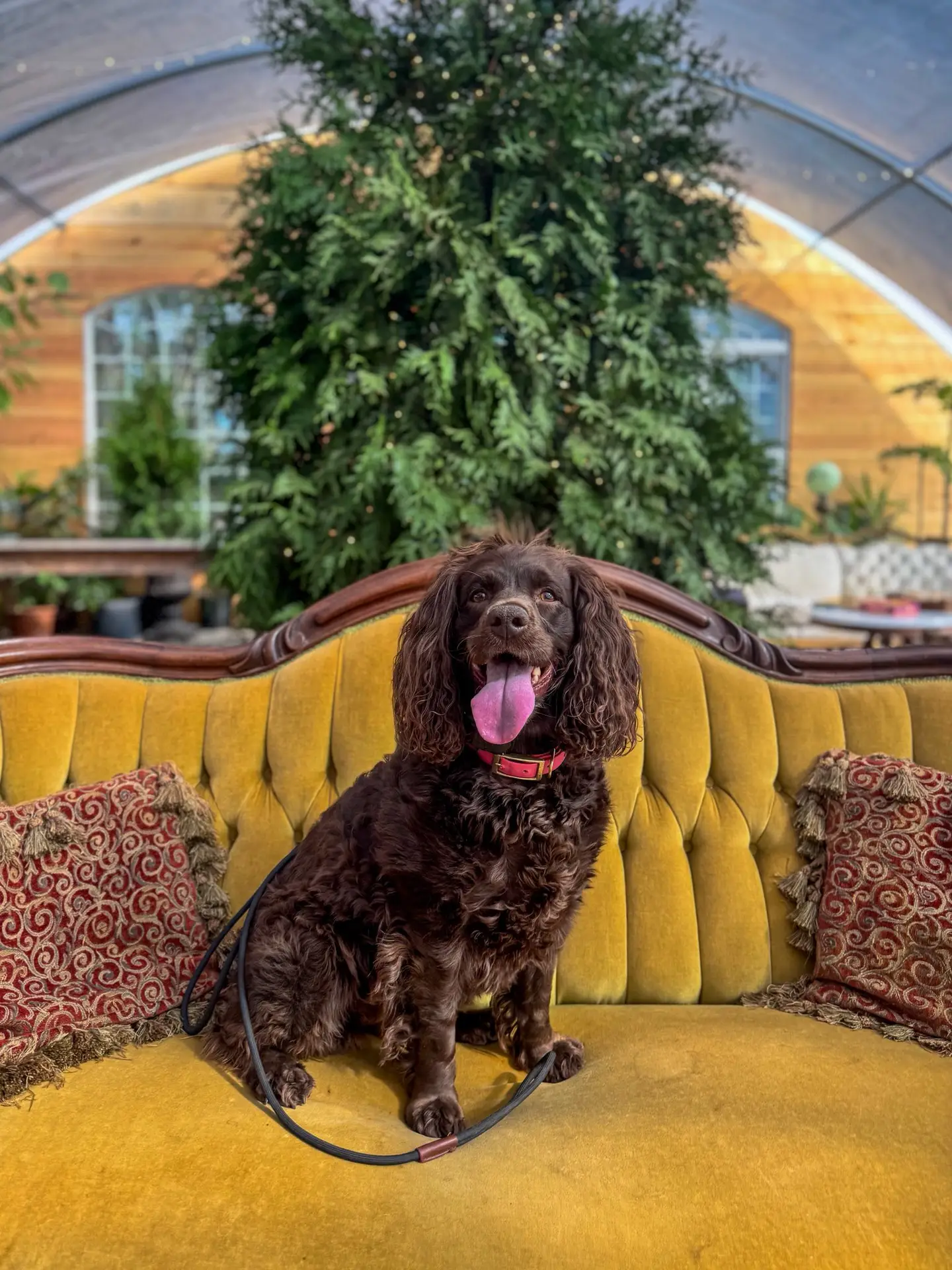 innovative reward-based dog training