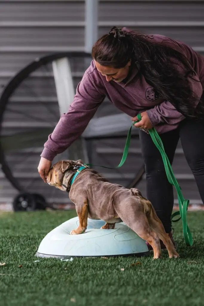 professional dog training and coaching