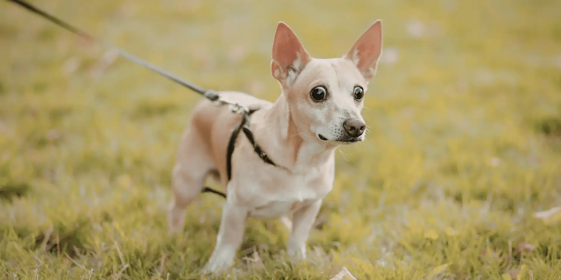 Why Your Dog Pulls on the Leash